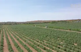 多米电竞-九极战神百度百科女主